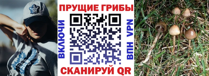 наркошоп  Кореновск  Галлюциногенные грибы Magic Shrooms 